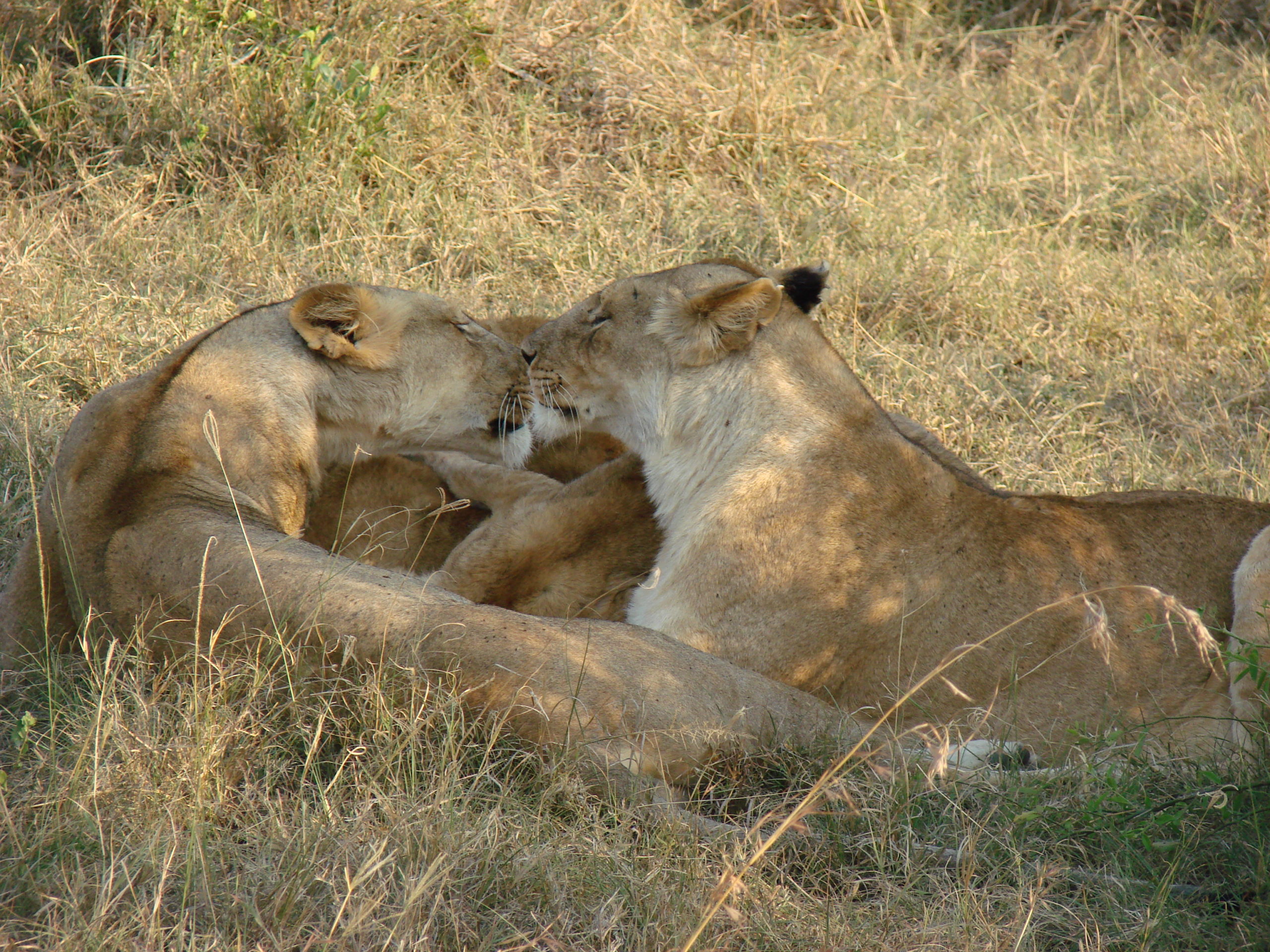 Safari Kenya